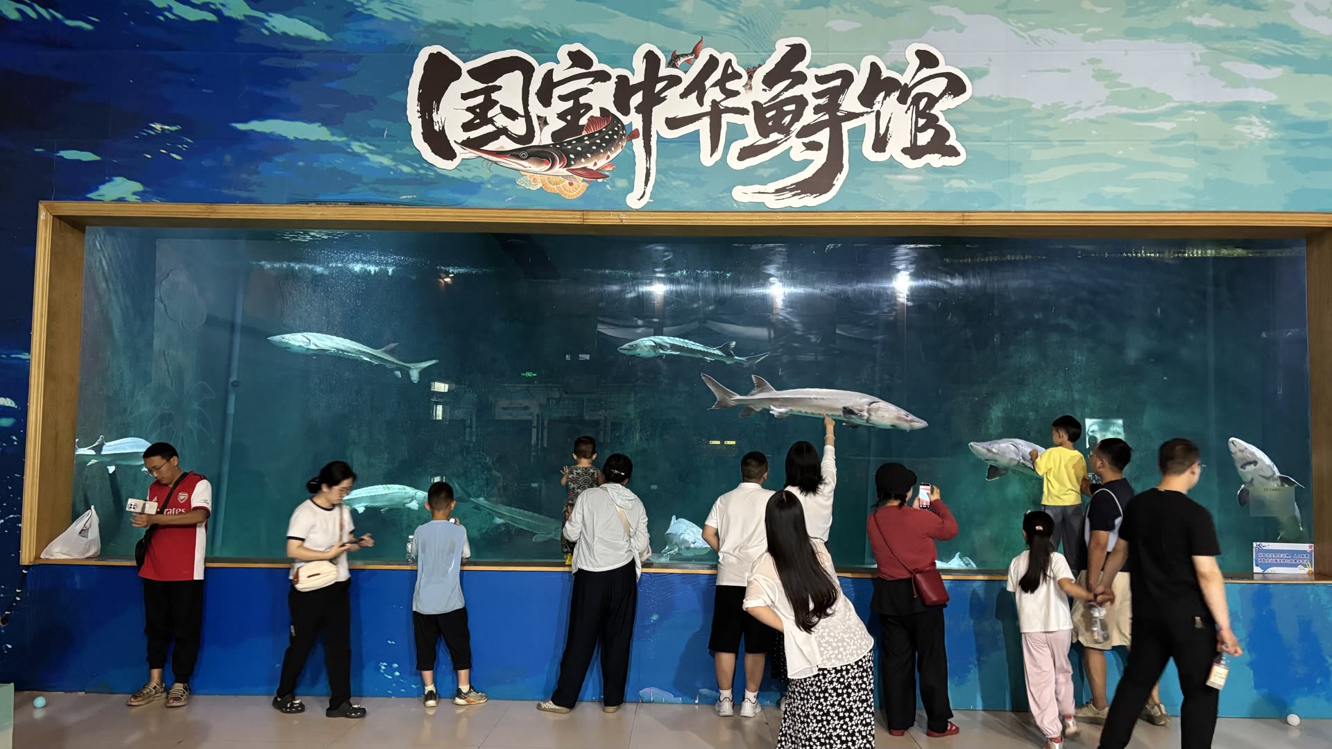 中华鲟