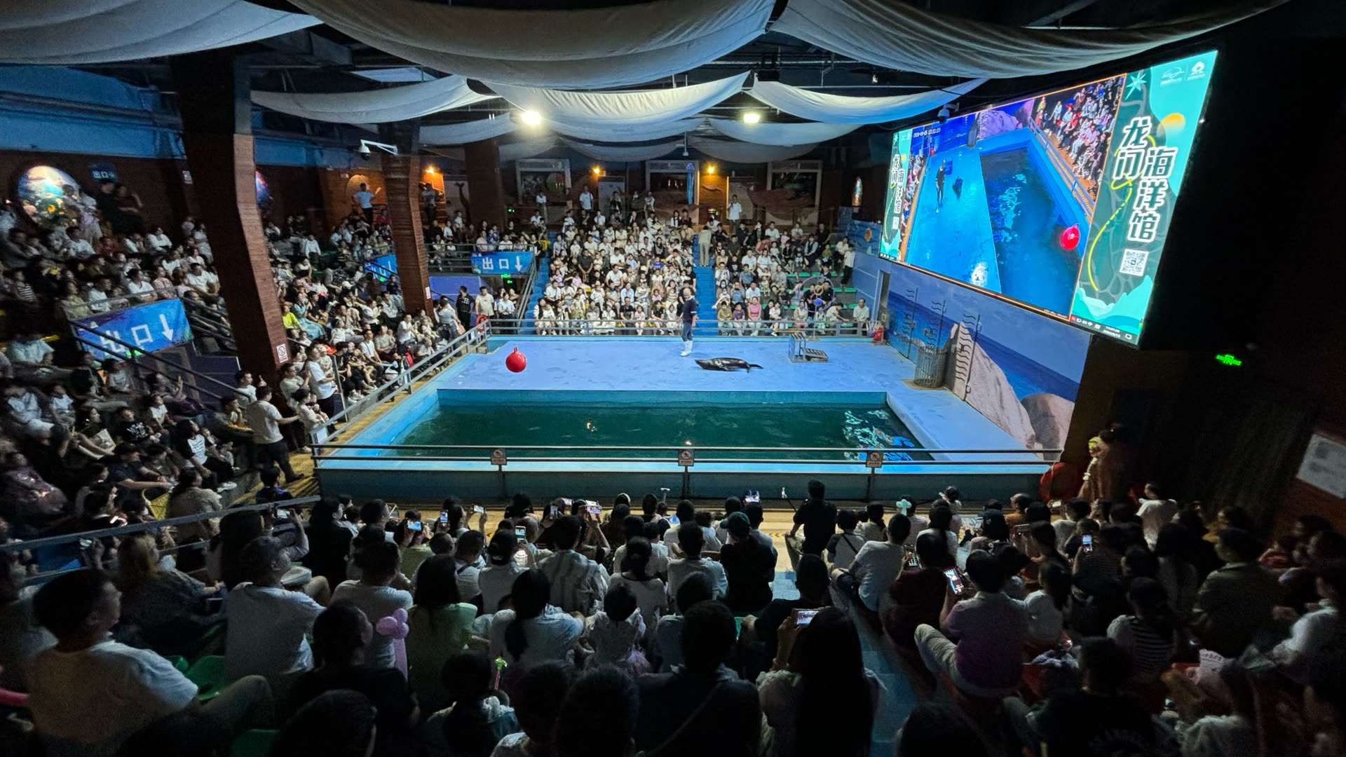 海狮表演