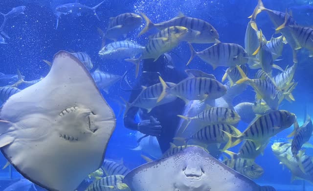 海洋剧场缩略图