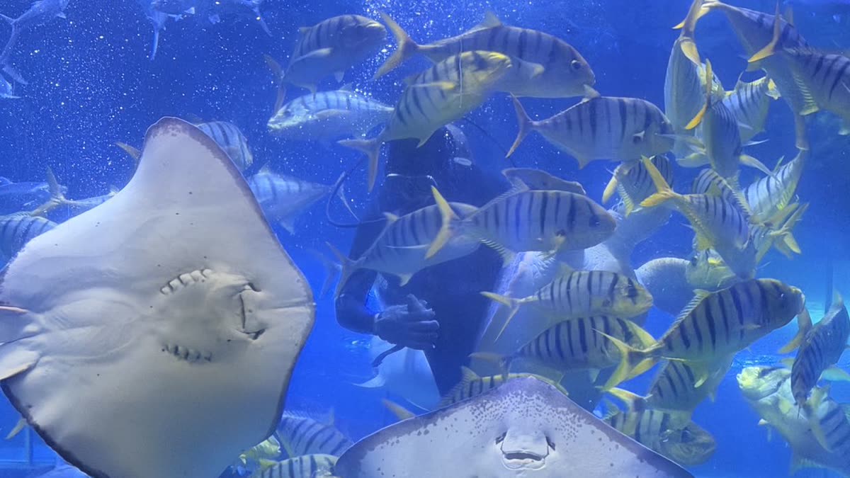 海洋剧场